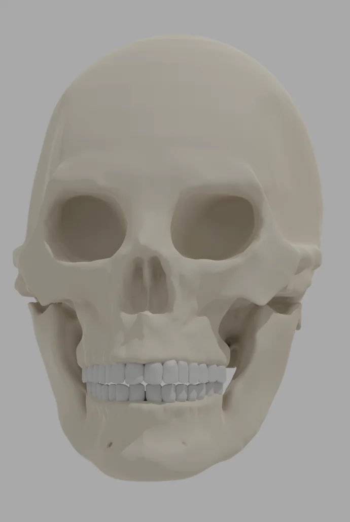 Human skull sculpted in Blender, front view, showing cranial and jaw anatomy